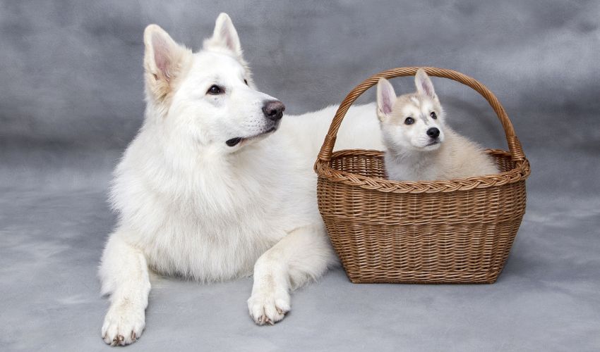 Top 10 Must-Have Tools and Equipment for Raising Puppies of All Breeds